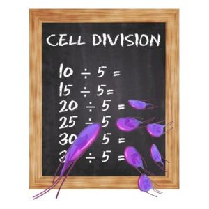 Cell Division